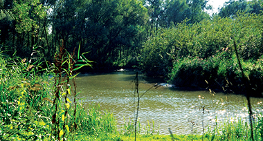 Rivier in een groene omgeving